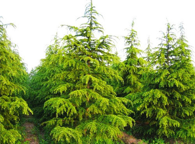 出售绿化苗木 灌木类雪松香柏 规格齐全 量大优惠 芊色苗木