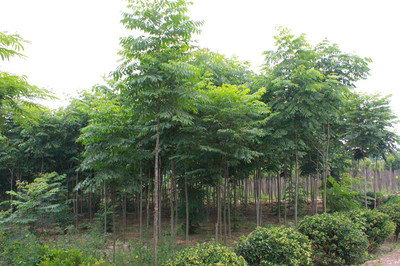 百草园苗木销售中心 供应优质6m栾树 防护树 优质栾树 行道树 栾树苗 绿化苗木 栾树供应 栾树价格图片_高清图_细节图-沭阳县百草园苗木销售中心