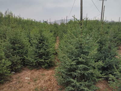 定西绿森苗木种植农民专业合作社