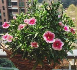 这7种花卉盆栽,花期长得离谱,最后一种长得特别霸气