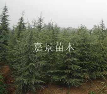 白皮松 华山松 油松 侧柏等 嘉景苗木