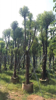 香樟树_贵州10公分香樟树苗木种植基地