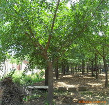 常年出售 绿化用2 60cm银杏实生树