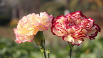 室内花卉种植,盆栽康乃馨怎么养