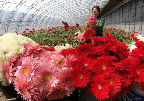 唐山鲜花店