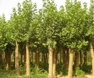 春季苗木种植找泰安苗木产品图片高清大图
