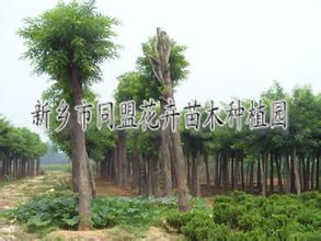 供应河南新乡绿化苗木 园林绿化工程 同盟花卉绿化公司