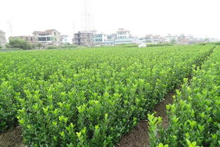 河南省鄢陵县飞扬花木基地