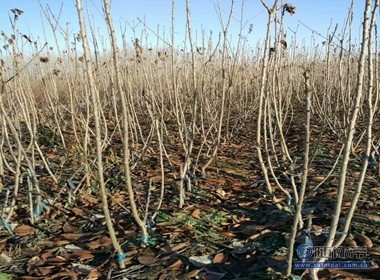 【冬天可以栽植樱桃苗嘛光泽度好红手球樱桃苗厂家价格】泰安高新区旺运苗木中心