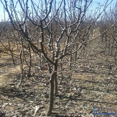 【梨苗爬秧咋管口碑厂家黄金梨苗大型基地】泰安高新区旺运苗木中心