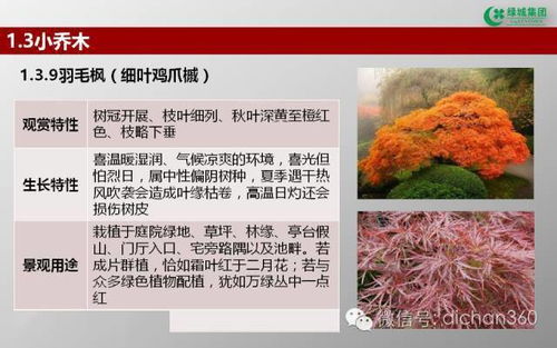 绿城集团园林软景苗木图谱