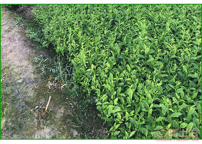【福鼎大白茶苗价格】福鼎大白茶苗价格,价格,厂家,供应商,花木、果木种苗,雅安市名山区惠农苗木种植农民专业合作社 - 产品库