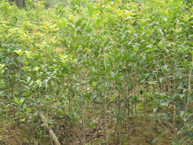 桂花苗木|乔灌木|绿化苗木|供应信息|597苗木网