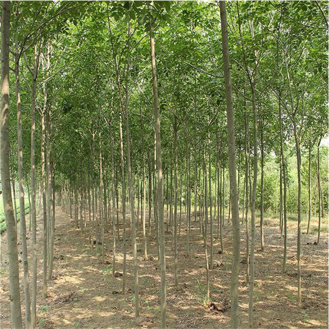 自产绿化苗木 白蜡基地 现场起苗 庭院室外种植树 白蜡苗 速生白蜡树苗图片_高清图_细节图-肥城市富顺家庭农场