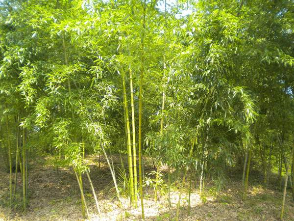 「黄槽竹」最新黄槽竹_价格_图片_产地报价表-江苏沭阳长景园林苗木场