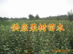 长期大量供应各种果树苗木核桃苗指导价 长期大量供应各种果树苗木核桃苗行情 陕西杨凌锦绣万亩果树苗木繁育基地
