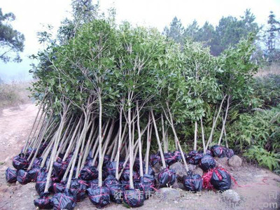 流苏萝卜丝花 牛筋子 乌金子 茶叶树 四月雪观赏行道其他绿化苗木土球价厂家直销