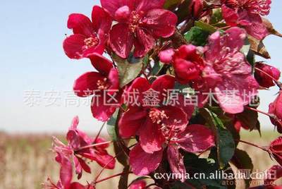 【批发西府海棠小苗北美海棠苗厂家直销北美海棠绿化苗木】泰安高新区诚鑫源苗木基地 - 产品库