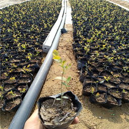 【哪里有蓝莓苗卖,蓝莓苗出售,蓝莓苗种植图片,蓝莓苗厂家】-