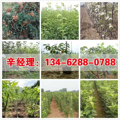 2022 洛阳1公分苹果树苗苗圃在哪 集团股份