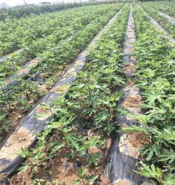 早酥红梨树苗矮化嫁接优点 新闻