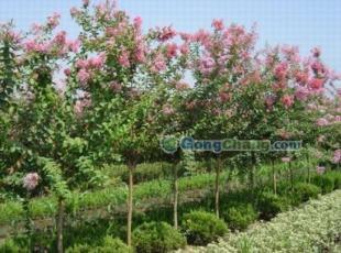 供应咨询优质紫薇 前来参观5cm紫薇苗木 紫薇基地信息 1391_农副产品_世界工厂网中国产品信息库