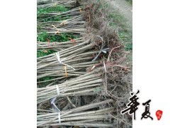 七叶树装车苗 供应产品 城固县鑫盟苗木专业合作社