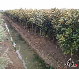 精品雪松苗 广玉兰苗推荐
