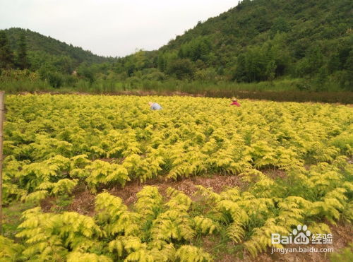 金叶水杉苗木冠形的整形修剪方法介绍