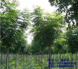不限,价格,厂家,供应商,花木,通州区五甲镇绿轩苗木种植园 热卖促销 阿土伯网