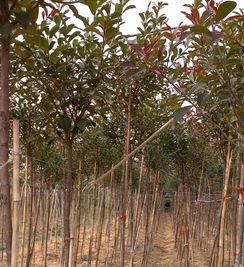 北方城市绿化树苗批发 城市绿化树苗 黄河苗木种植城市绿化树种