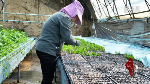 千城百县看中国 山东广饶 工厂化育苗 助推农业产业化