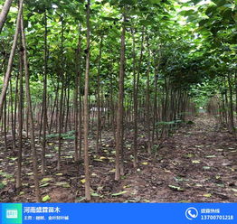 河北楸树 盛霖专业供应苗木 楸树价格