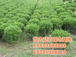 黄杨 恒大花卉苗木基地 青州黄杨