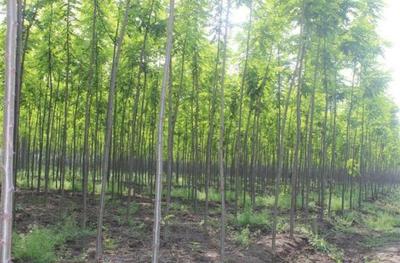 10亩地农村小伙放弃耕田种速生树,年底收入100万让村民看红了眼