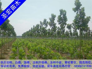 2公分法桐小苗价格山东临沂法桐种植技术