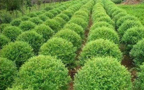 苗木种植需要那些工具