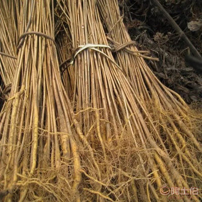 【黄菠萝苗厂家/占地苗/药材苗】宽城区永发苗木培育基地 - 产品库