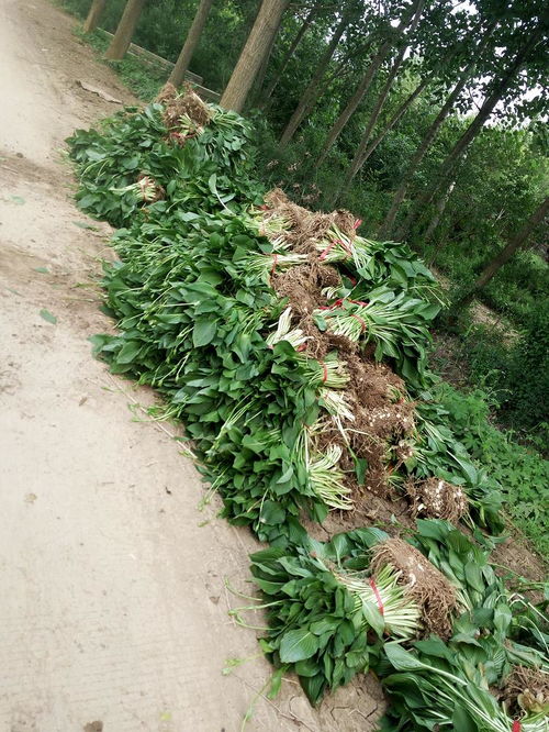 玉簪紫玉簪苗木 沭阳县完美园林绿化苗木场