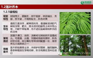 绿城集团园林软景苗木图谱 全套