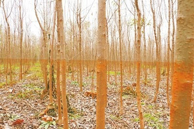 地方政府扶持行洪区种树 泄洪后导致万亩苗木枯死