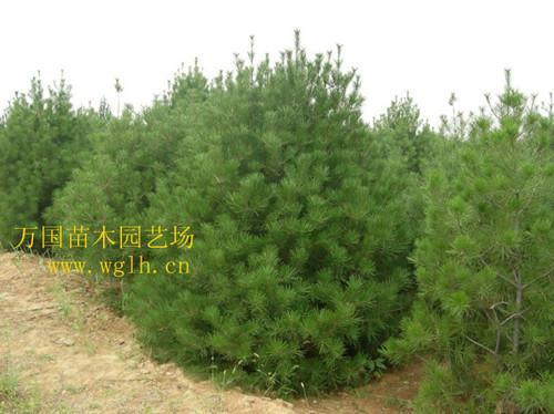 侧柏苗木图片,侧柏苗木高清图片 沭阳县万国绿化苗木园艺场,