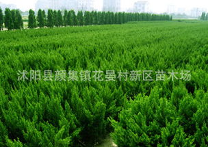 大量出售龙柏工程苗木龙柏苗各种规格龙柏球.......