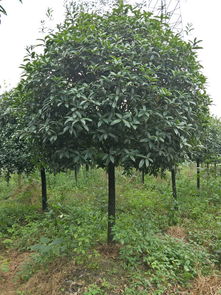 【桂花树品种及价格,丹桂金桂,桂花树基地绿化苗木】- 