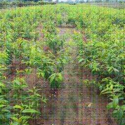 新闻资讯 特高产桃树苗供应 中油蟠5号桃苗新品种供应 公司 欢迎您