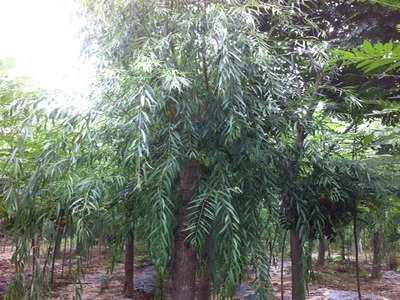 山东万亩苗木大量出售西湖垂柳-山东万亩苗木培育基地提供山东万亩苗木大量出售西湖垂柳的相关介绍、产品、服务、图片、价格13-14公分红叶碧桃树苗、5公分龙柱碧桃价格、3公分菊花碧桃小苗、8公分法桐基地、速生白蜡树苗、山东国槐树基地、