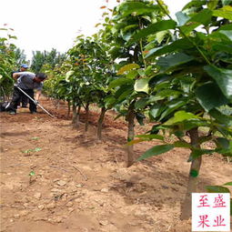 全红梨树苗河北便宜基地
