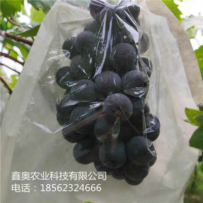 公司报价 黑芭拉蒂葡萄树苗品种丰富 鑫奥农业 欢迎你