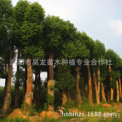 【湖南厂家供应香樟苗木常绿性香樟树苗木量大从优】浏阳市昊龙苗木种植专业合作社 - 产品库