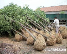 河北苗木绿化苗木河北栾树河北国槐